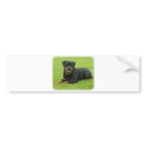 Rottweiler bumper stickers by TraffordPhotos Rottweiler bumper stickers