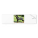 Rottweiler bumper stickers by TraffordPhotos Rottweiler bumper stickers