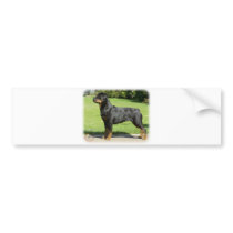 Rottweiler bumper stickers by TraffordPhotos Rottweiler bumper stickers