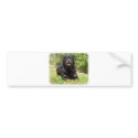 Rottweiler bumper stickers by TraffordPhotos Rottweiler bumper stickers