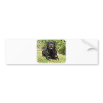 Rottweiler bumper stickers by TraffordPhotos Rottweiler bumper stickers