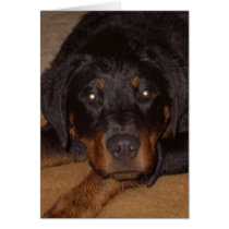Rottweiler cards by Rohdeo_Deo Rottweiler cards