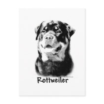 Rottweiler Charcoal Postcard