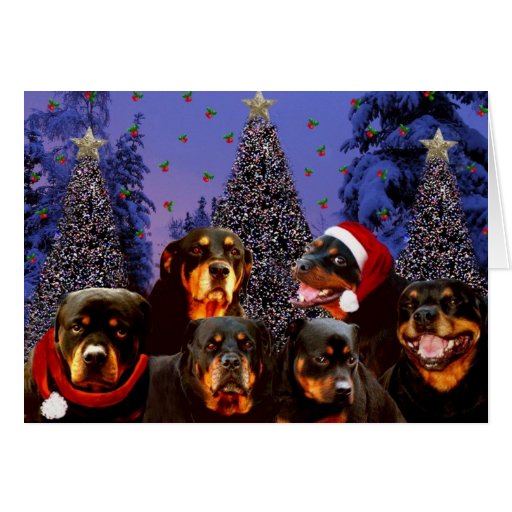 Rottweiler Christmas Cards 