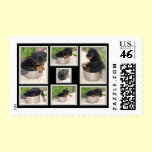 Rottweiler Collage stamps