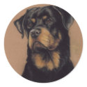 "Rottweiler" Dog Art Sticker by CharlottesWebArt "Rottweiler" Dog Art Sticker
