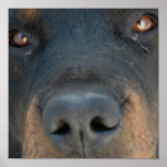 Rottweiler Dog Canvas Print