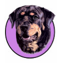 ROTTWEILER DOG PINK t-shirts