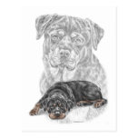 Rottweiler Dog Portrait Post Card