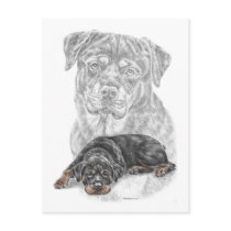Rottweiler Dog Portrait Post Card