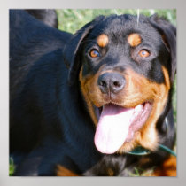 Rottweiler Dog Print