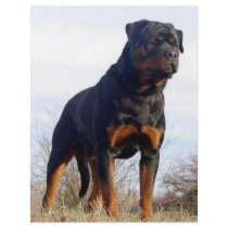 Rottweiler Custom Flyer