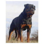 Rottweiler Custom Flyer