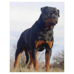 Rottweiler Customized Letterhead