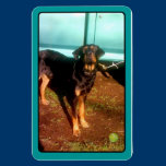 Rottweiler mix magnet magnets