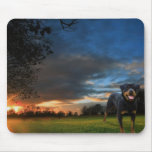 rottweiler mouse mats