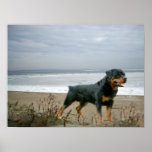 Rottweiler On The Beach Print
