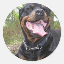 Rottweiler Photo Stickers