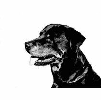 Rottweiler photosculpture by Junglegeorge Rottweiler photosculpture