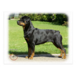 Rottweiler Post Card