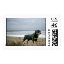 Rottweiler Postage Beach postage