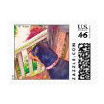 Rottweiler Postage Stamp