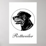 Rottweiler poster