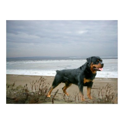 Rottweiler Poster Beach by normagolden