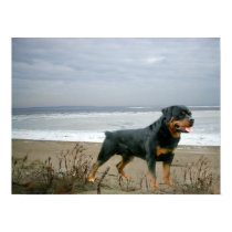 Rottweiler Poster Beach posters by normagolden Rottweiler Poster Beach posters