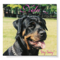 Rottweiler posters