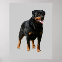 Rottweiler Print