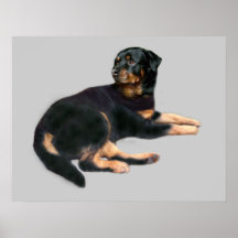Rottweiler Print