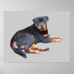 Rottweiler Print