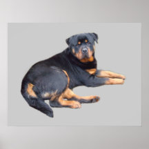Rottweiler Print