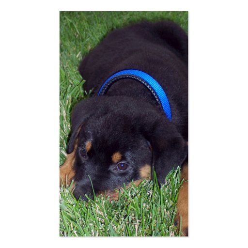 rottweiler pup business card (front side)