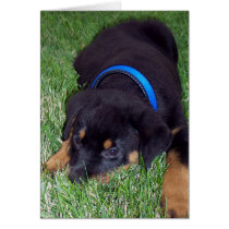 rottweiler pup. cards by asyrum rottweiler pup. cards
