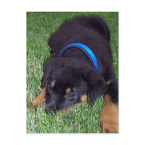 rottweiler pup. postcards by asyrum rottweiler pup. postcards