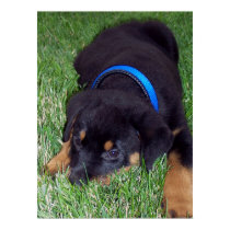 rottweiler pup. posters by asyrum rottweiler pup. posters
