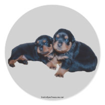 Rottweiler Puppies Dog Photo Sticker Label