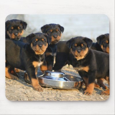 Rottweiler Puppies on Rottweiler Puppies Mouse Mat From Zazzle Com