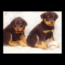 Rottweiler puppies poster posters