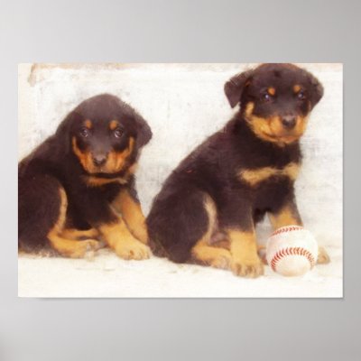 Rottweiler Puppies on Rottweiler Puppies Poster From Zazzle Com