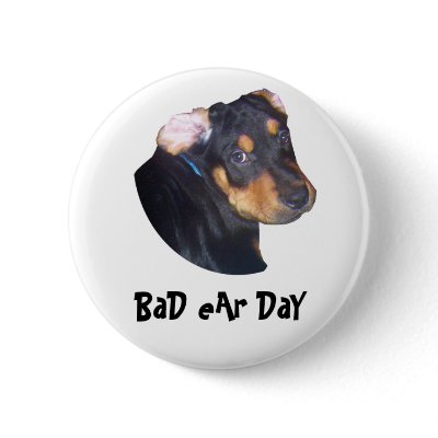 Rottweiler Puppy, BaD eAr DaY Pin by DragonCat