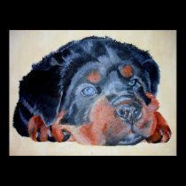 Rottweiler Puppy Portrait posters by taiche Rottweiler Puppy Portrait posters