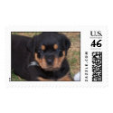 Rottweiler Puppy postage