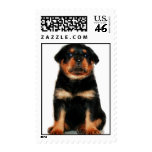 Rottweiler puppy postage