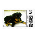 Rottweiler puppy postage stamp