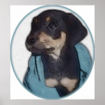 Rottweiler Puppy with Blanket Poster