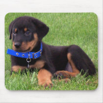 rottweiler pups. mousepads by asyrum rottweiler pups. mousepads