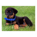 rottweiler pups. posters by asyrum rottweiler pups. posters